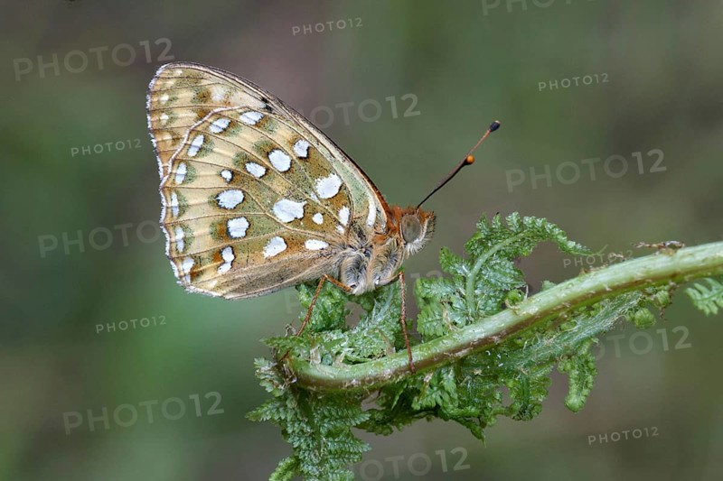 Dark Green Fritillary