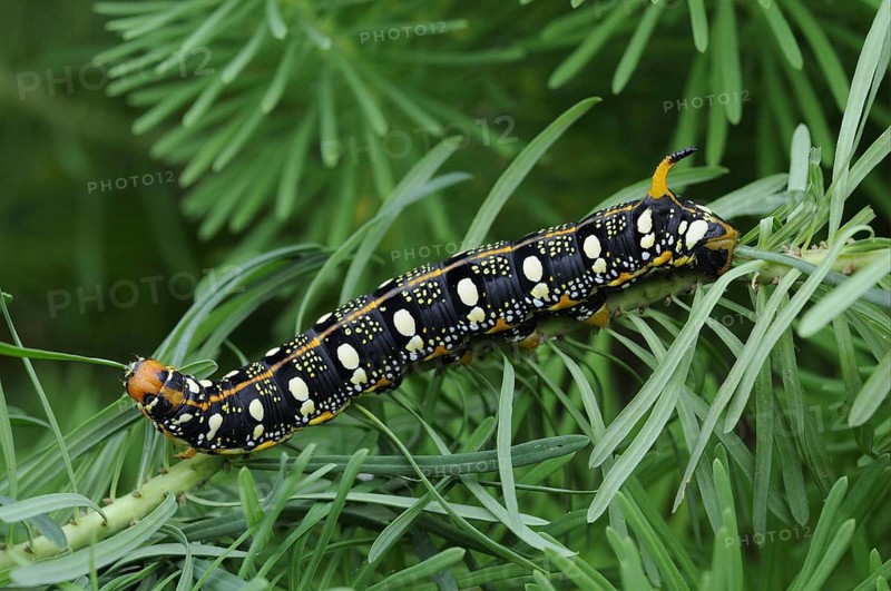 Spurge hawk-moth