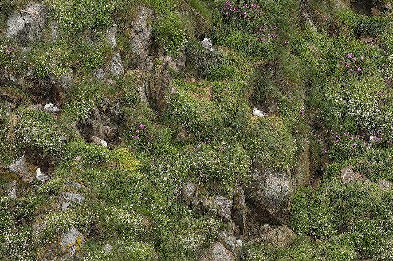 Northern Fulmar