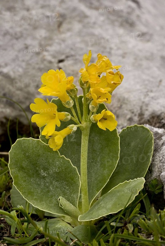 Auricula