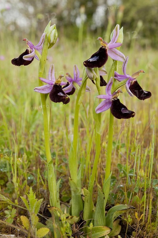 Flowering bertoloni's bee orchid