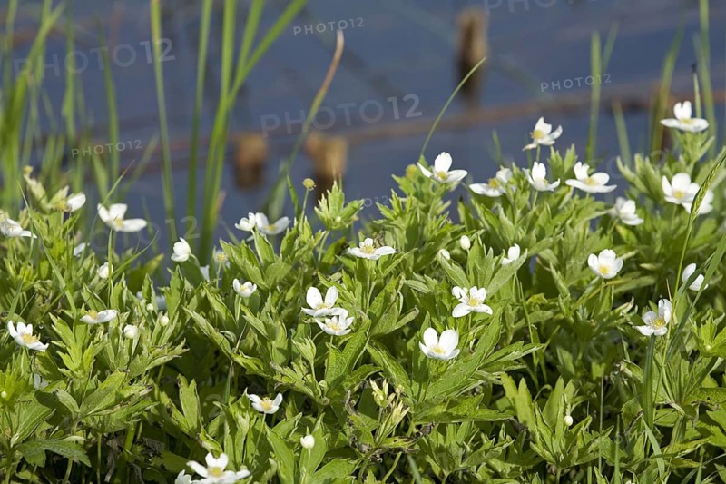Bloodroot