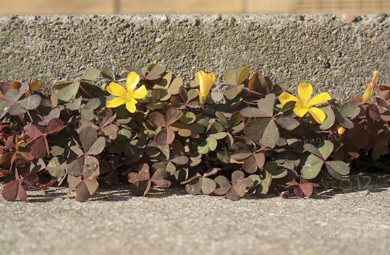 Creeping creeping woodsorrel