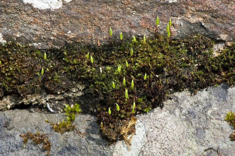 Large matted bryum capillary