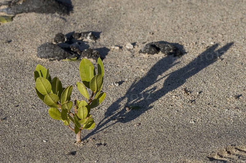 Young red mangrove growing on the beach