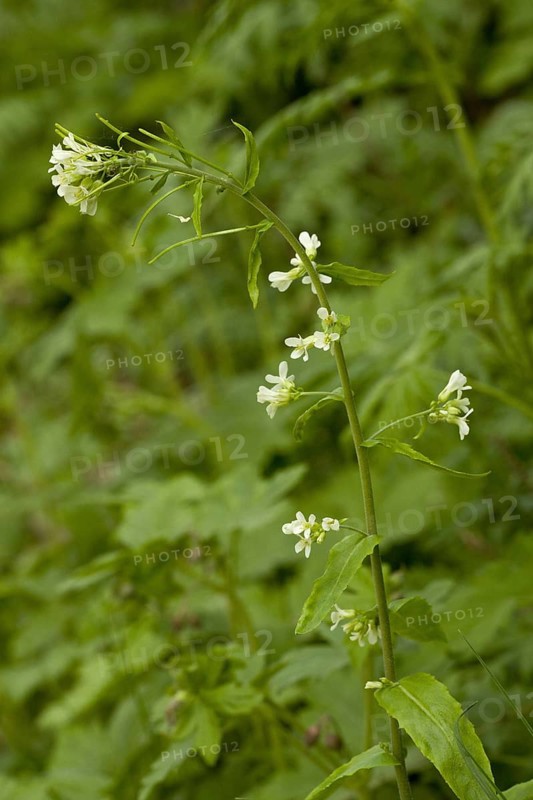 Tower Cress