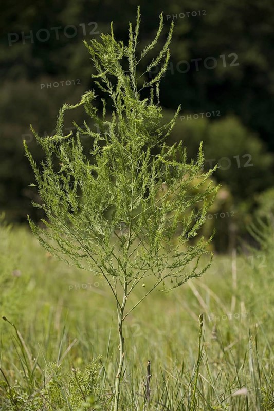 Asparagus
