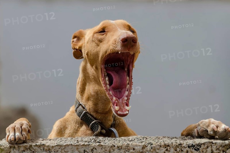 Podenco Canario