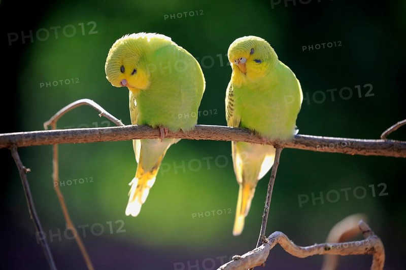 Budgerigar