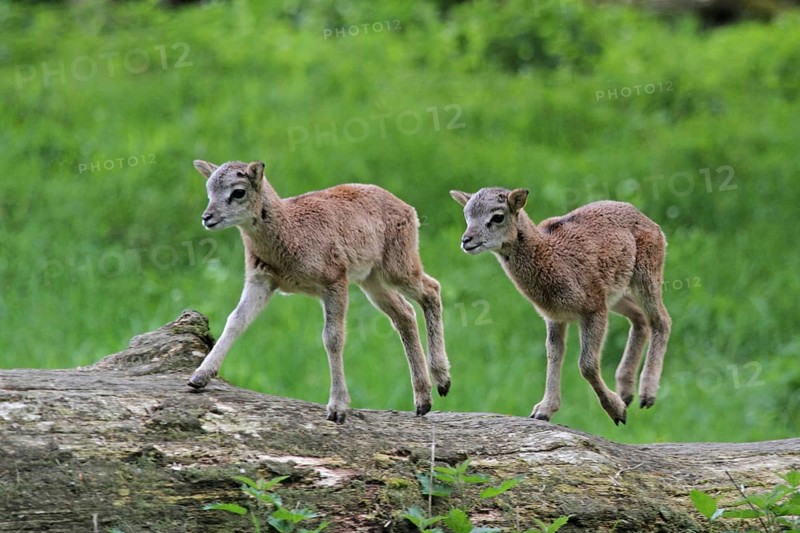 Mouflon