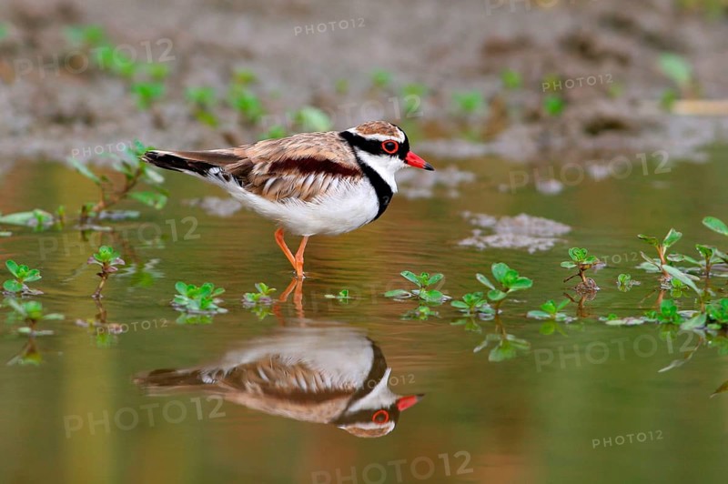 Adult black-fronted dotterel