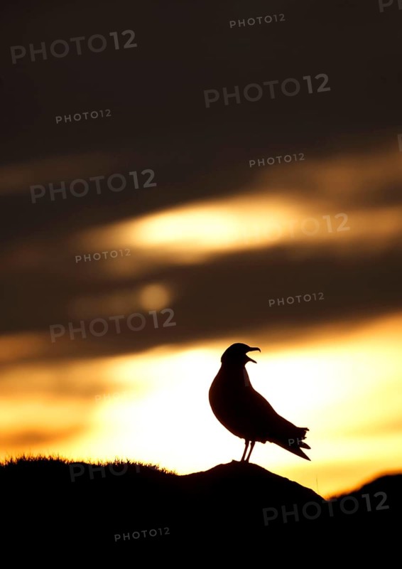 Great skuas