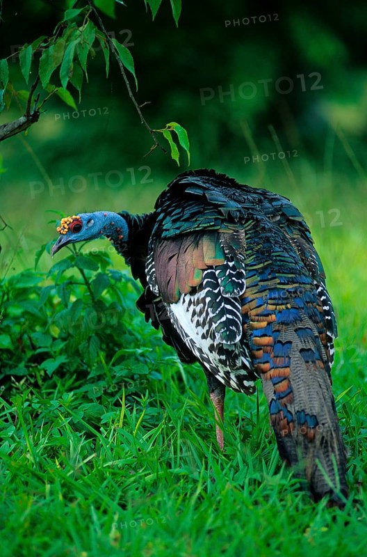 Turkey