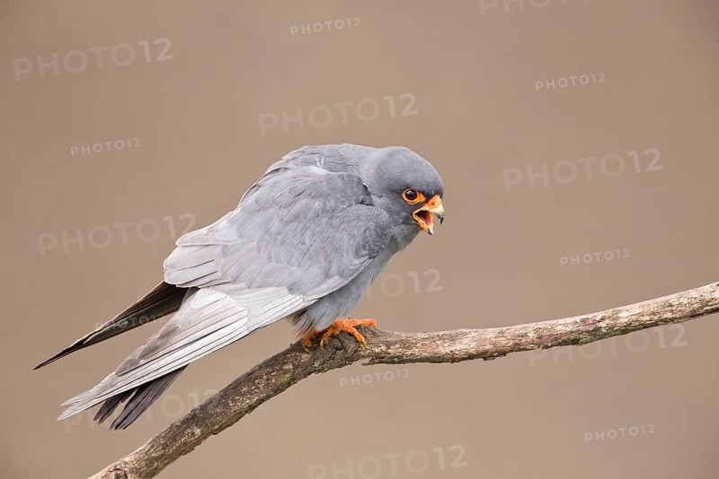 Red-footed falcon