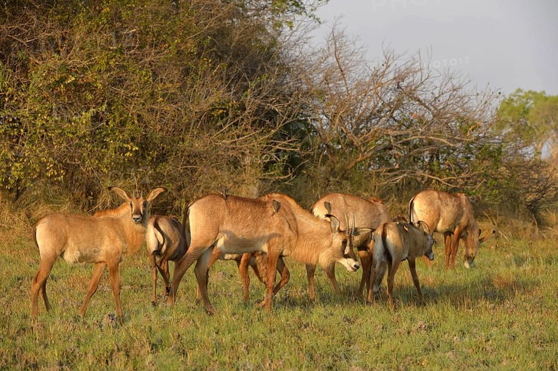 Roan Antelope