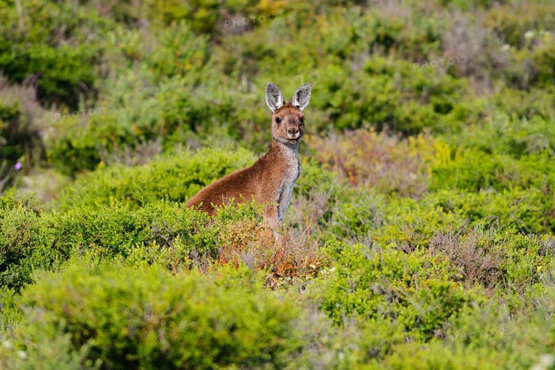 Western Grey Giant Kangaroo