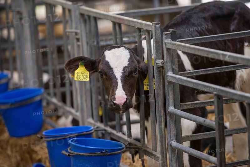 Domestic cattle