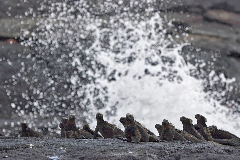 Marine Iguana