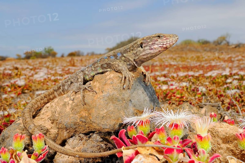 Western canaries lizard