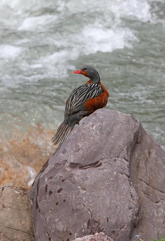 Torrent Duck