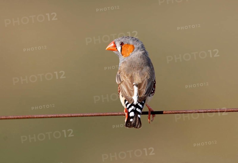 Zebra Finch