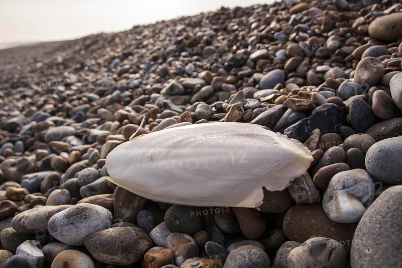 Common cuttlefish