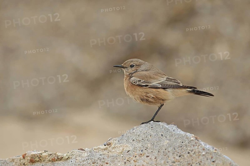 Desert Wheatear