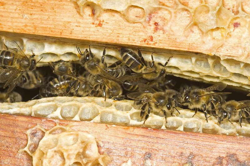 Western honey bee