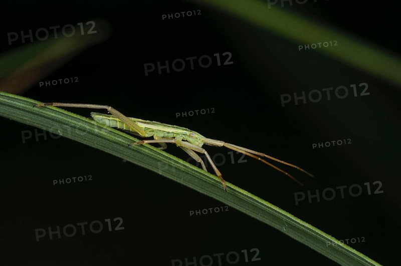Mirid Bug