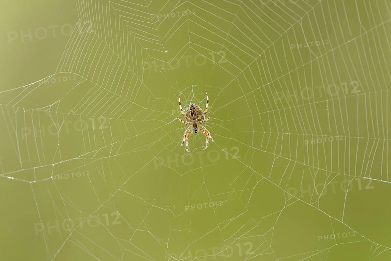 Garden Orb Spider