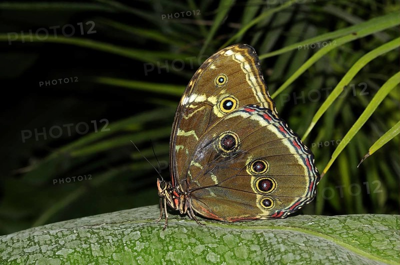 Blue morpho