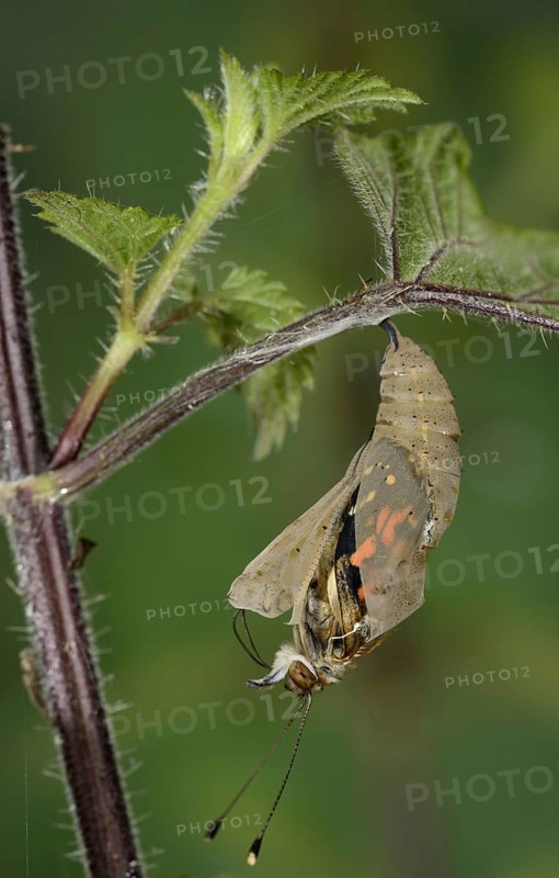 Painted painted lady
