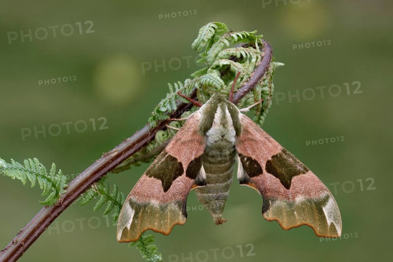 Lime hawk-moth