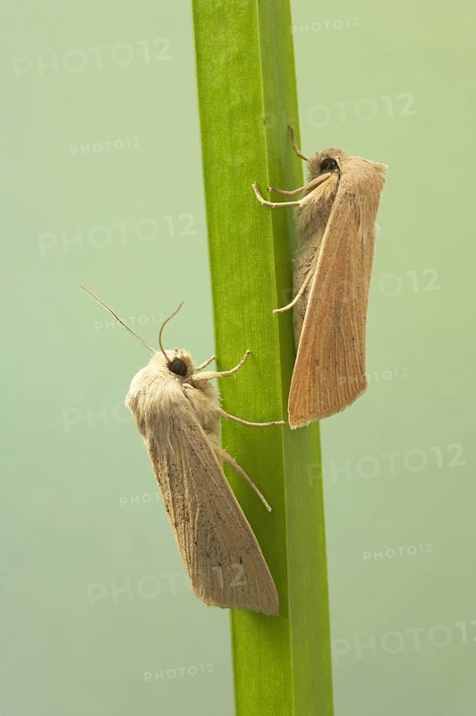 Large Wainscot