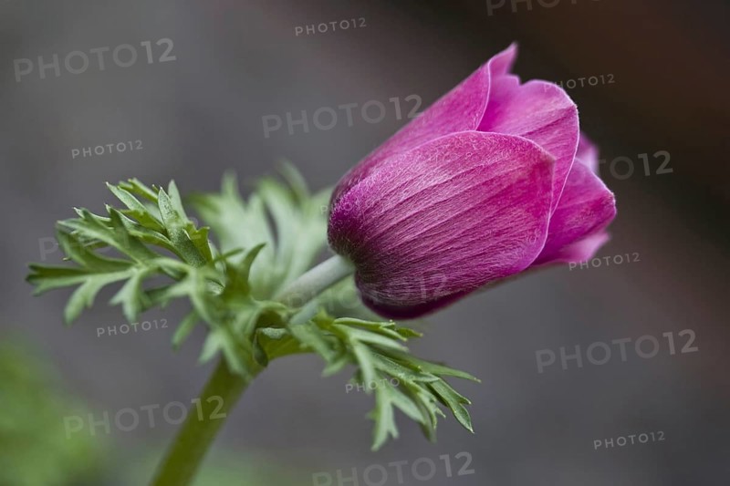 Poppy anemone