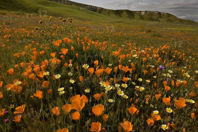 California Poppy