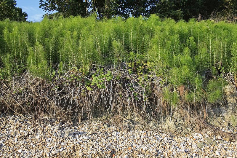 Great horsetail
