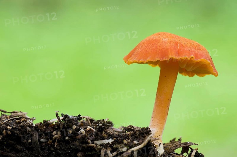 Scarlet Waxcap