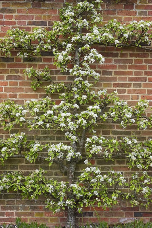 Flowering european pear