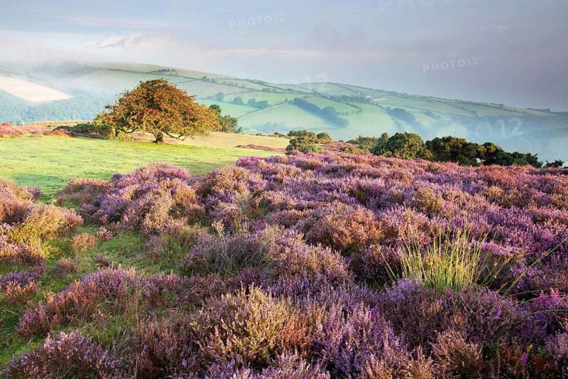View of flowering heather and hawthorn tree with distant sea mist at dawn
