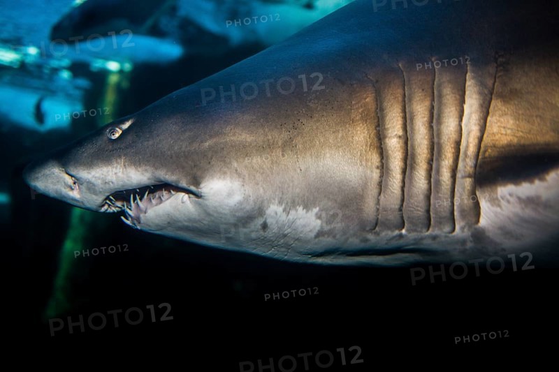 Shark