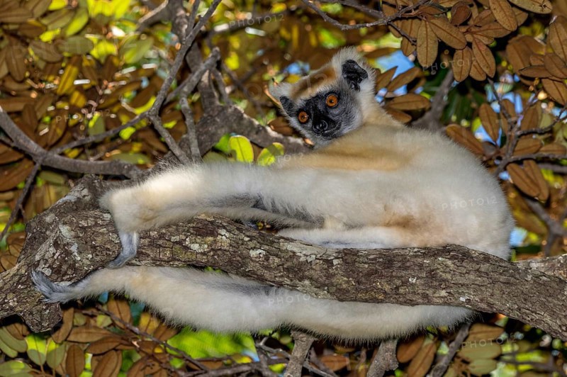 Golden-crowned sifaka