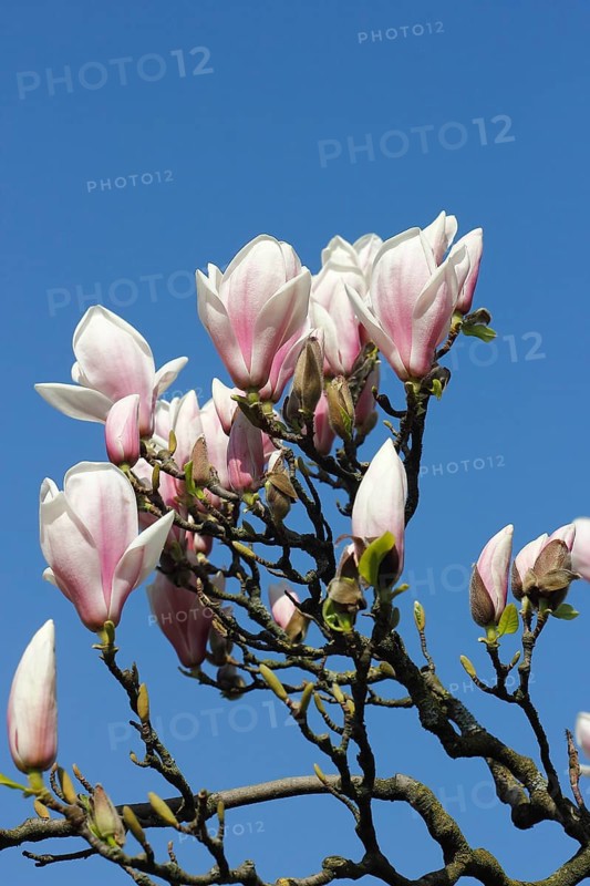Chinese magnolia