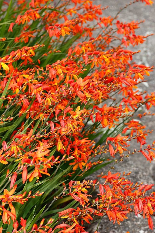 Montbretia