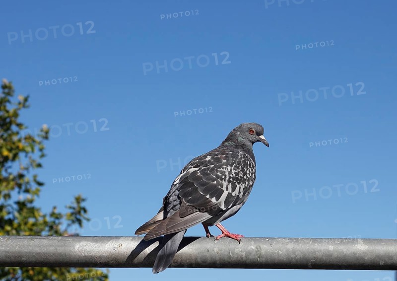 City domestic pigeon