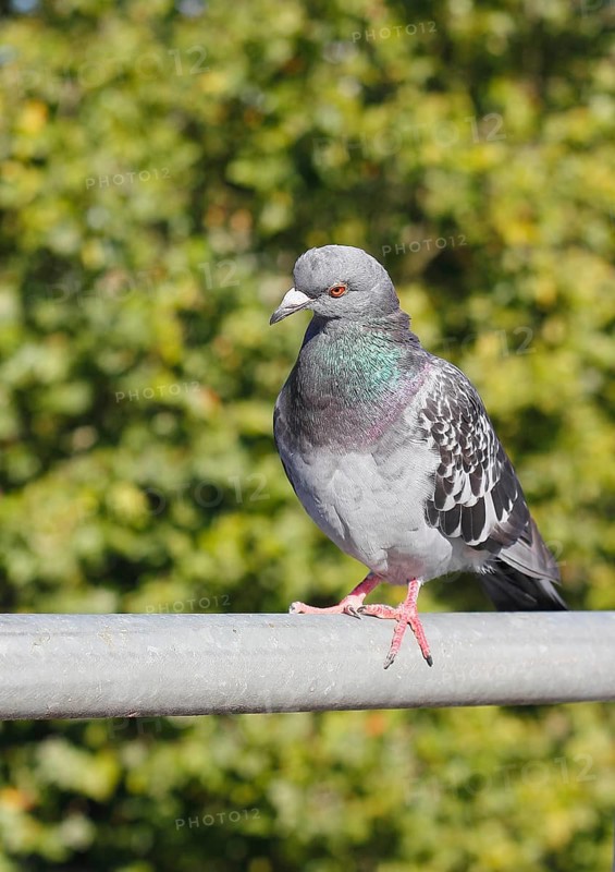 City domestic pigeon