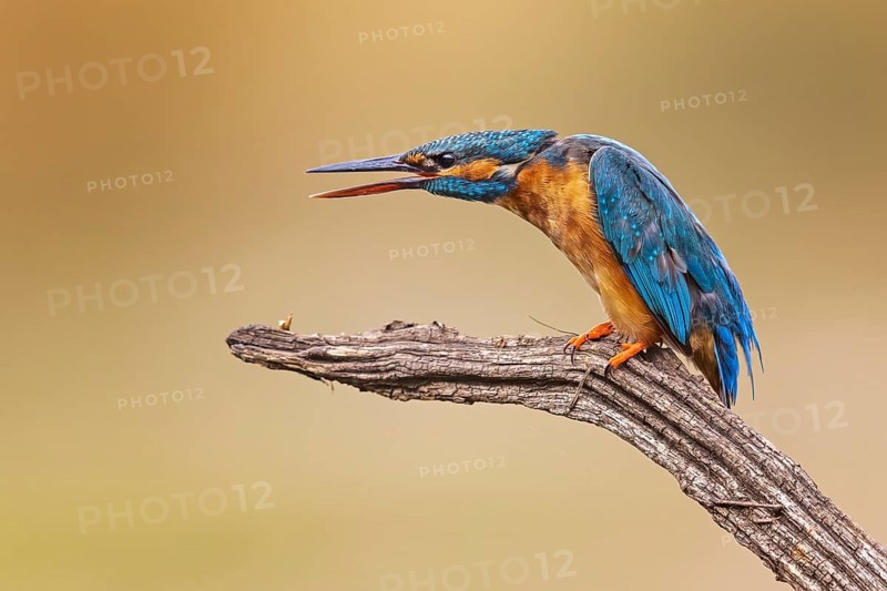 Common kingfisher