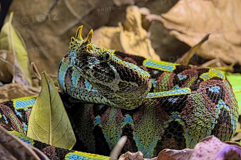 Vipere rhinoceros sur fond noir. Arrowhead viper