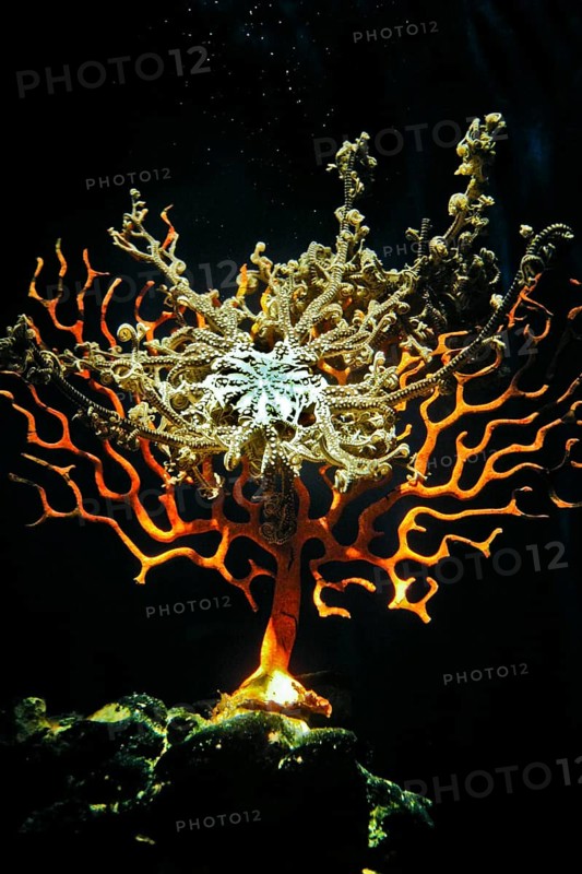 Sinus sea fan
