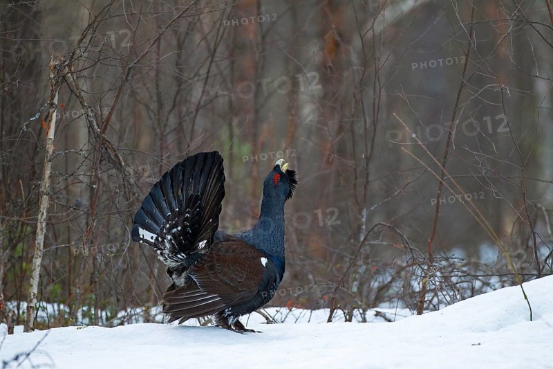 Western capercaillie